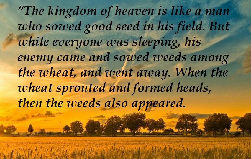 Image result for parable of the weeds Image result for parable of the weeds