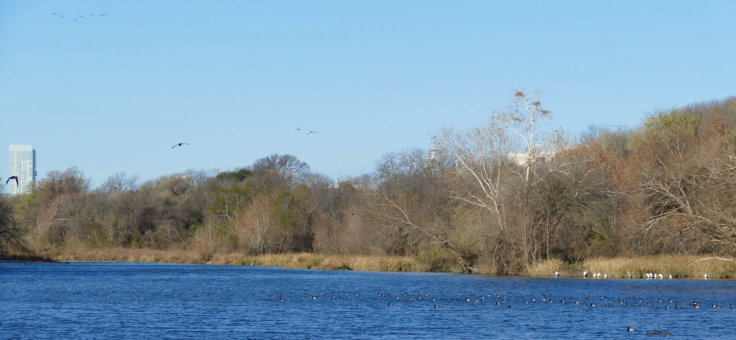 Riverscape with clusters of herons and ducks in the middle ground, treeline behind, and tall new buildings rising behind the trees