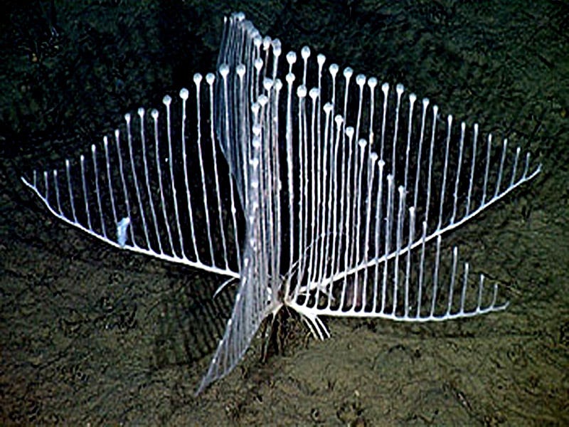 The Harp or Lyre Sponge is the Most Weird Looking Creature of the Deep Sea  | All Five Oceans