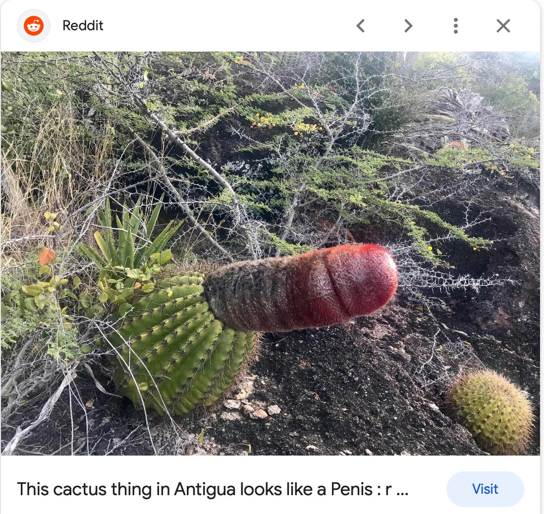 Screencap of a Reddit post that reads: "This cactus thing in Antigua looks like a penis."