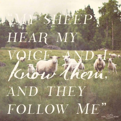 sheep.2 copy