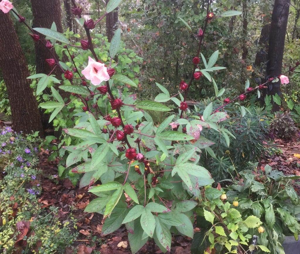 Hibiscus sabdariffa (Florida Cranberry, Indian Sorrel, Jamaican Tea,  Maple-Leaf Hibiscus, October Hibiscus, Red Sorrell, Roselle) | North  Carolina Extension Gardener Plant Toolbox