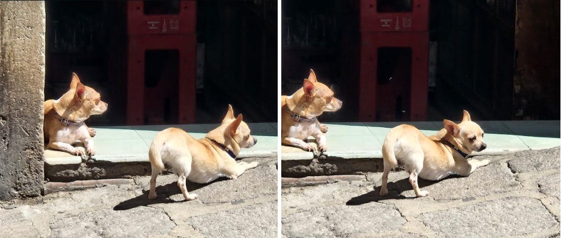 Chihuahua's on the streets of Mexico