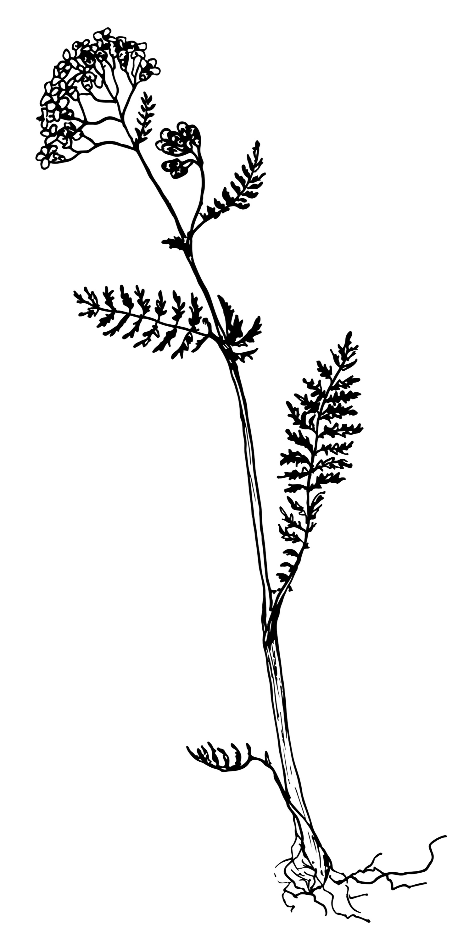 Achillea millefolium Yarrow. Hand drawn sketch botanical illustration.