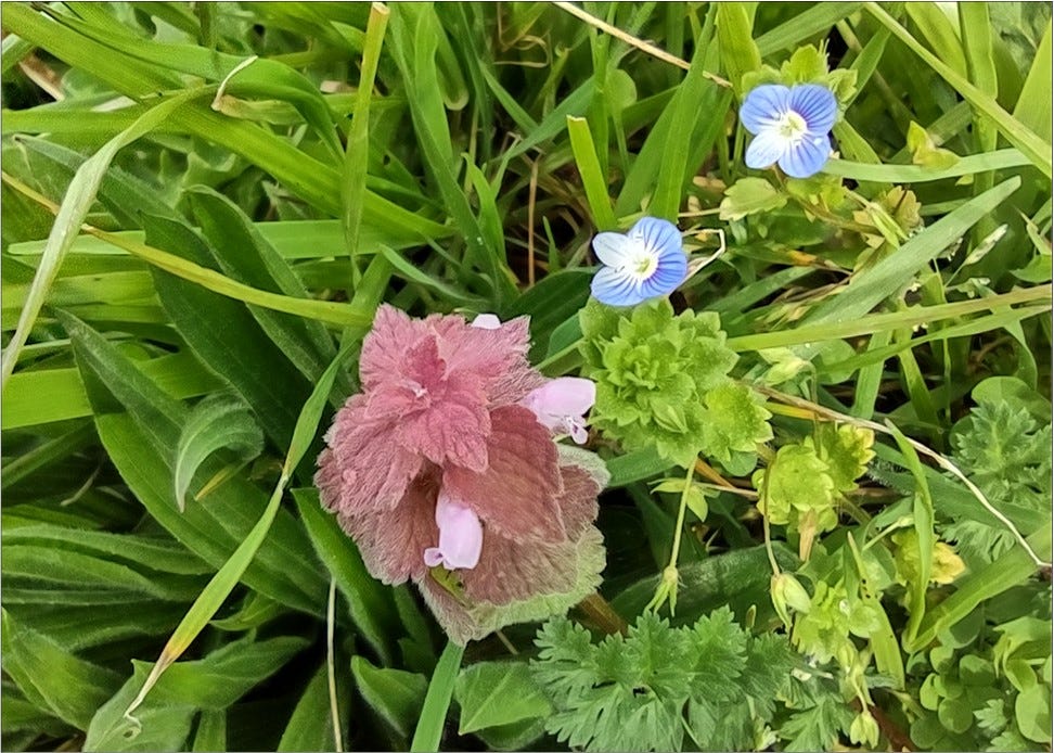 Red Deadnettle and Creeping Speedwell