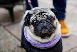 PETA urges Vodafone to stop using pugs in commercials - BusinessToday