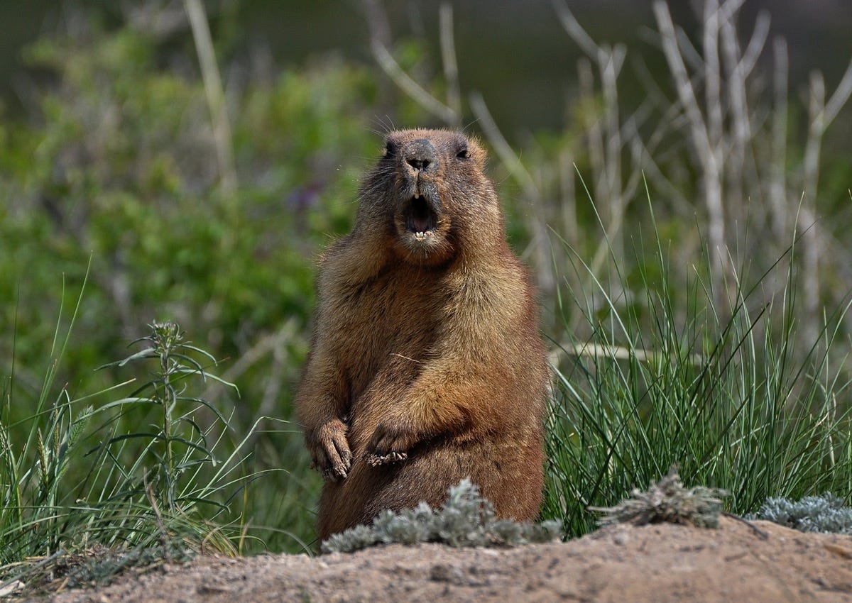 Here&#39;s What Groundhogs Will Do If Winter Goes Long | Live Science