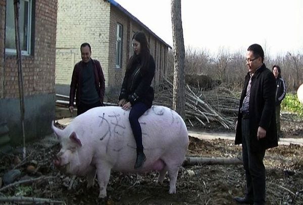 Hog News: Giant Pigs Size of Polar Bears Being Bred in China 