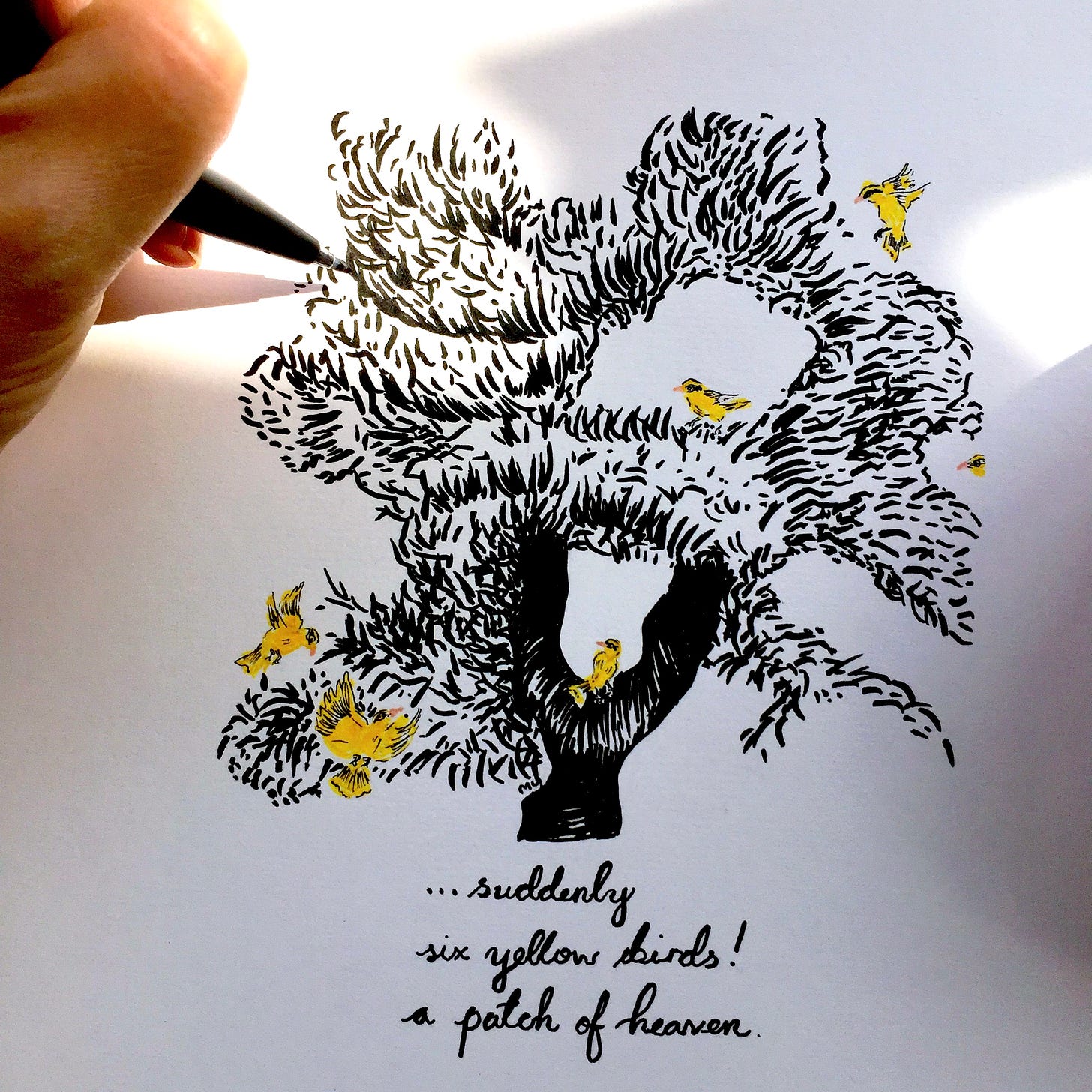 image: a coloured line drawing, with black brush pen and yellow brush pen of 6 yellow oriole birds, flying around, hanging out at a tree. It has a haiga (a visual poem).