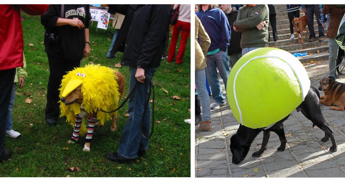 Two more dogs in costumes. On the left, a medium-sized dog in a Big Bird costume, with yellow feathers and colored front leg sleeves. On the right, a black medium-sized dog with a huge tennis ball costume.