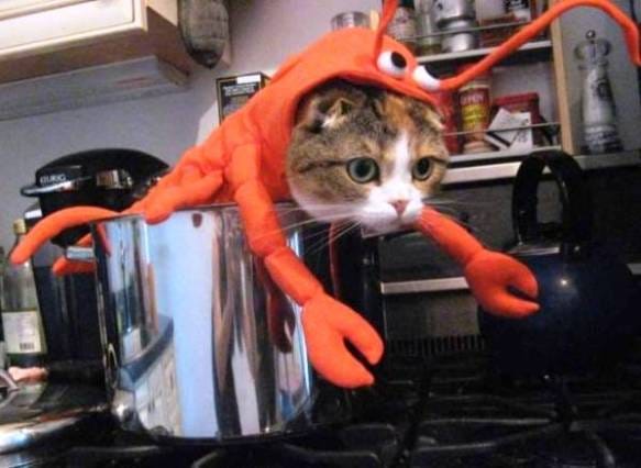 15 hilarious cats in costumes - lobster cat