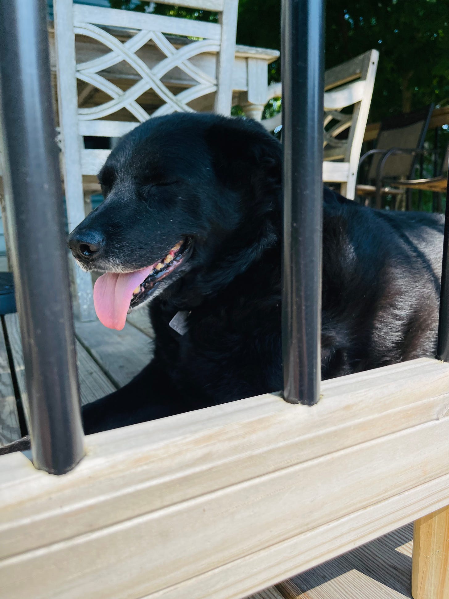 Smiling dog, eyes closed, on a porch