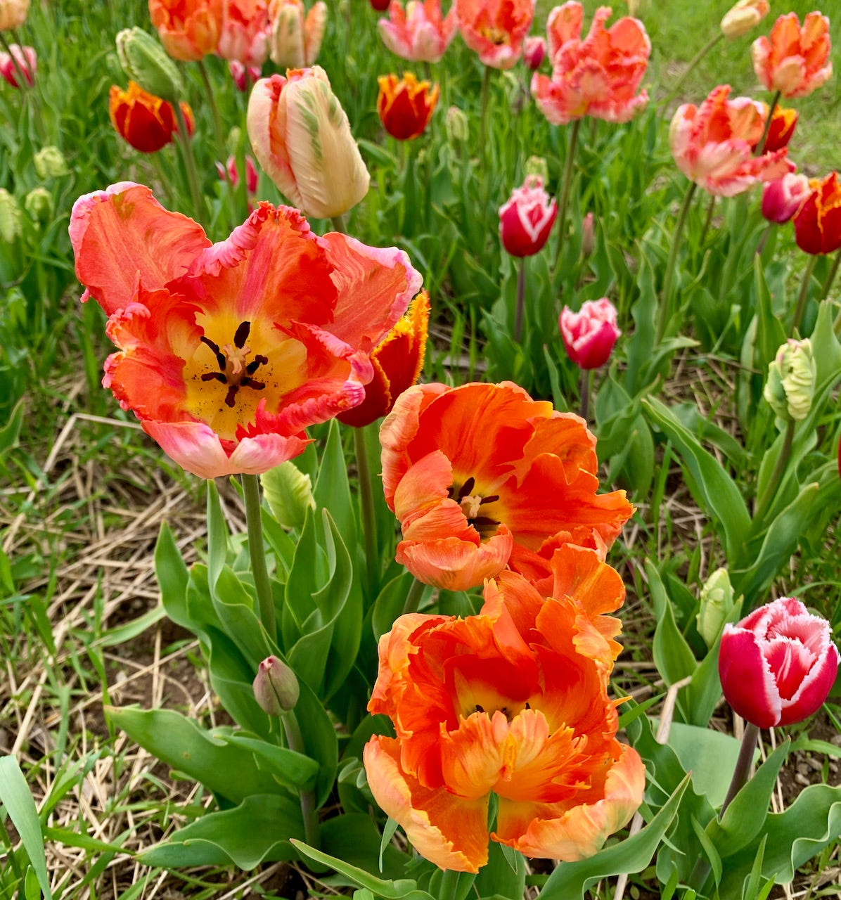 closeup photo of feathered tulips in orange and yellow, some in bloom, some still closed. 