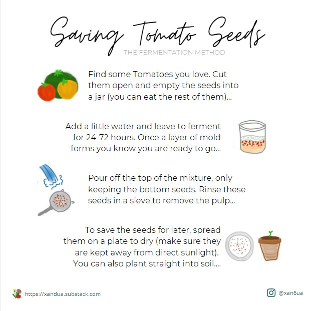 Infographic on saving tomato seeds from Scrap Kitchen Newsletter by Xandua. Extarct seeds, allow to ferment, wash, dry then plant