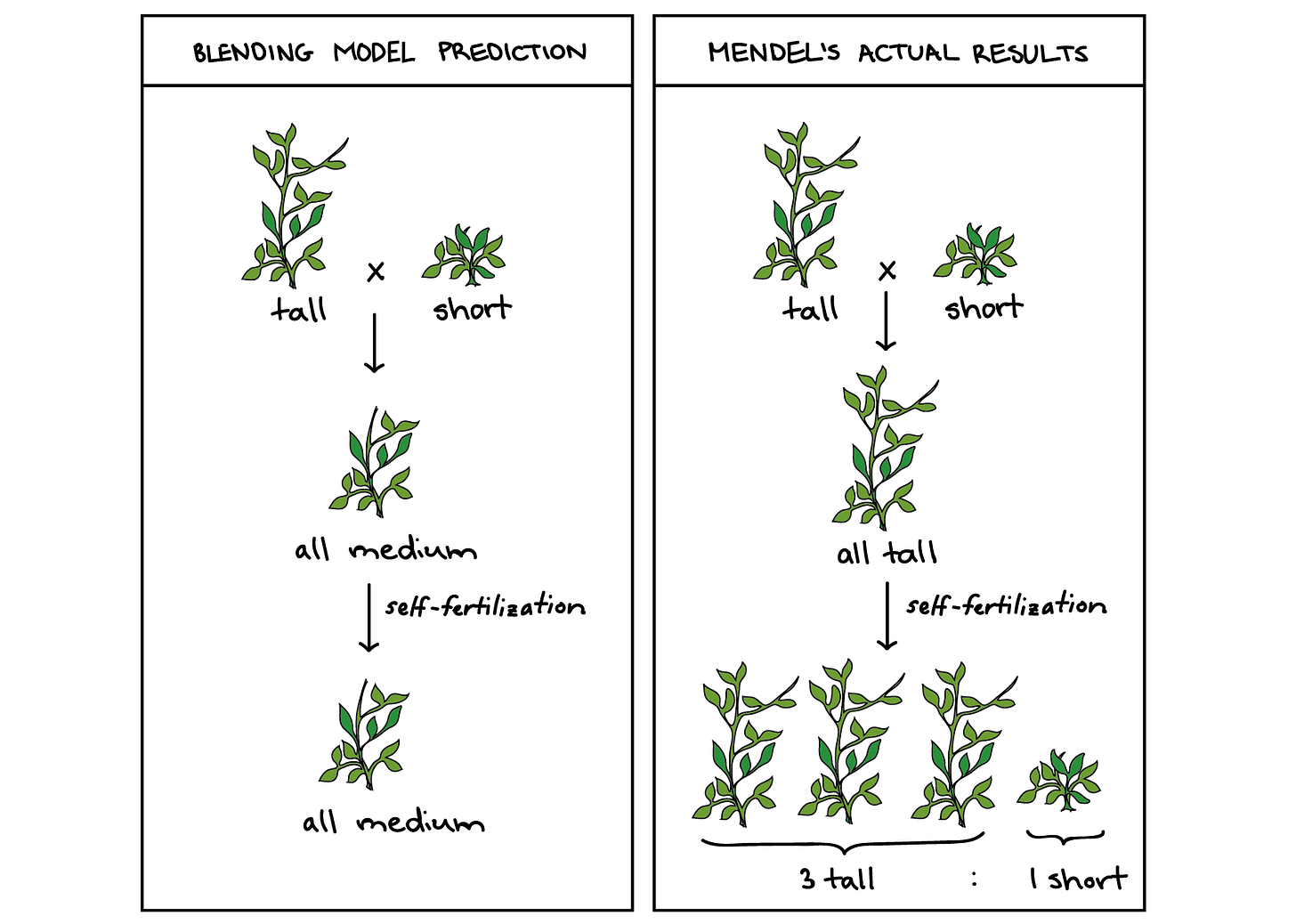Mendel and his peas (article) | Heredity | Khan Academy