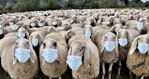 sheeps with facemasks