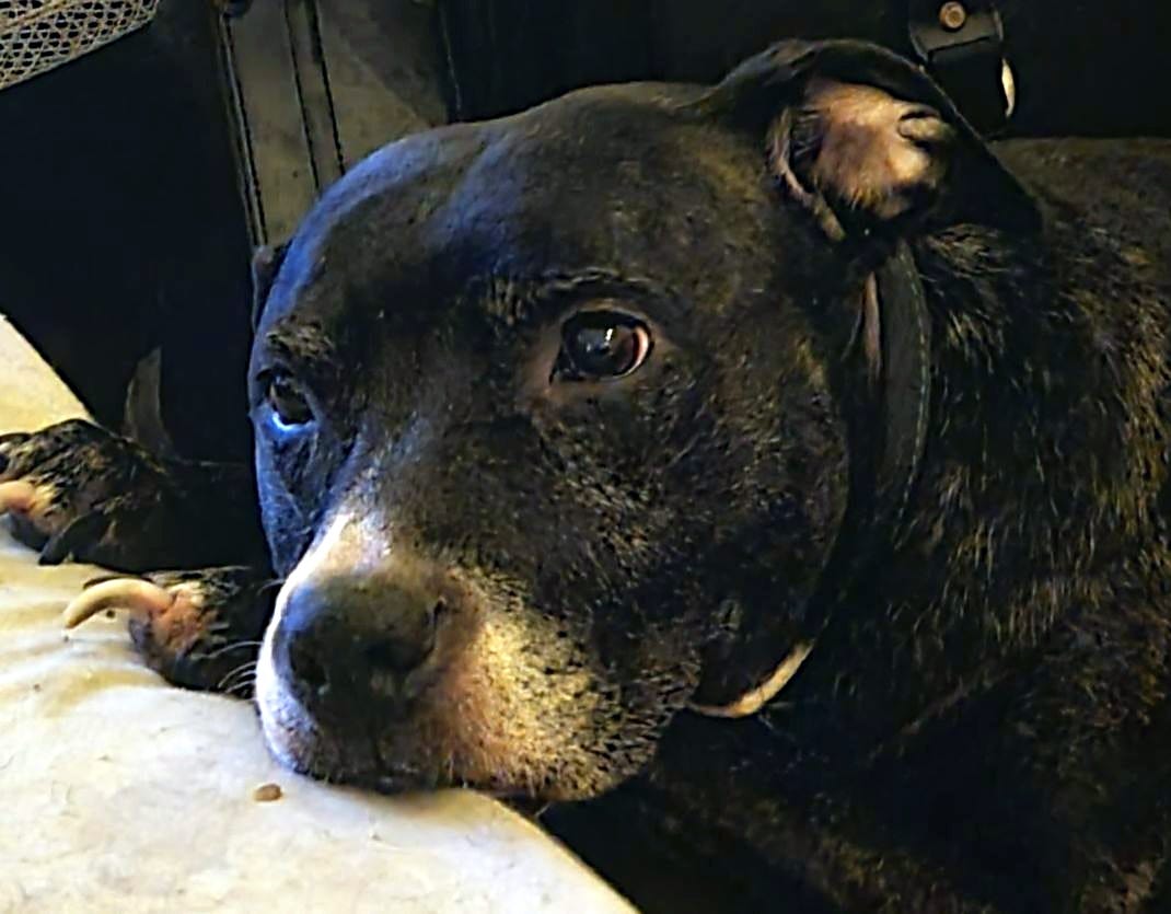 A long-legged staffie, black with a white nose, leans on her paws, which rest on the edge of a bed. She is partially side-on, looking to the left.