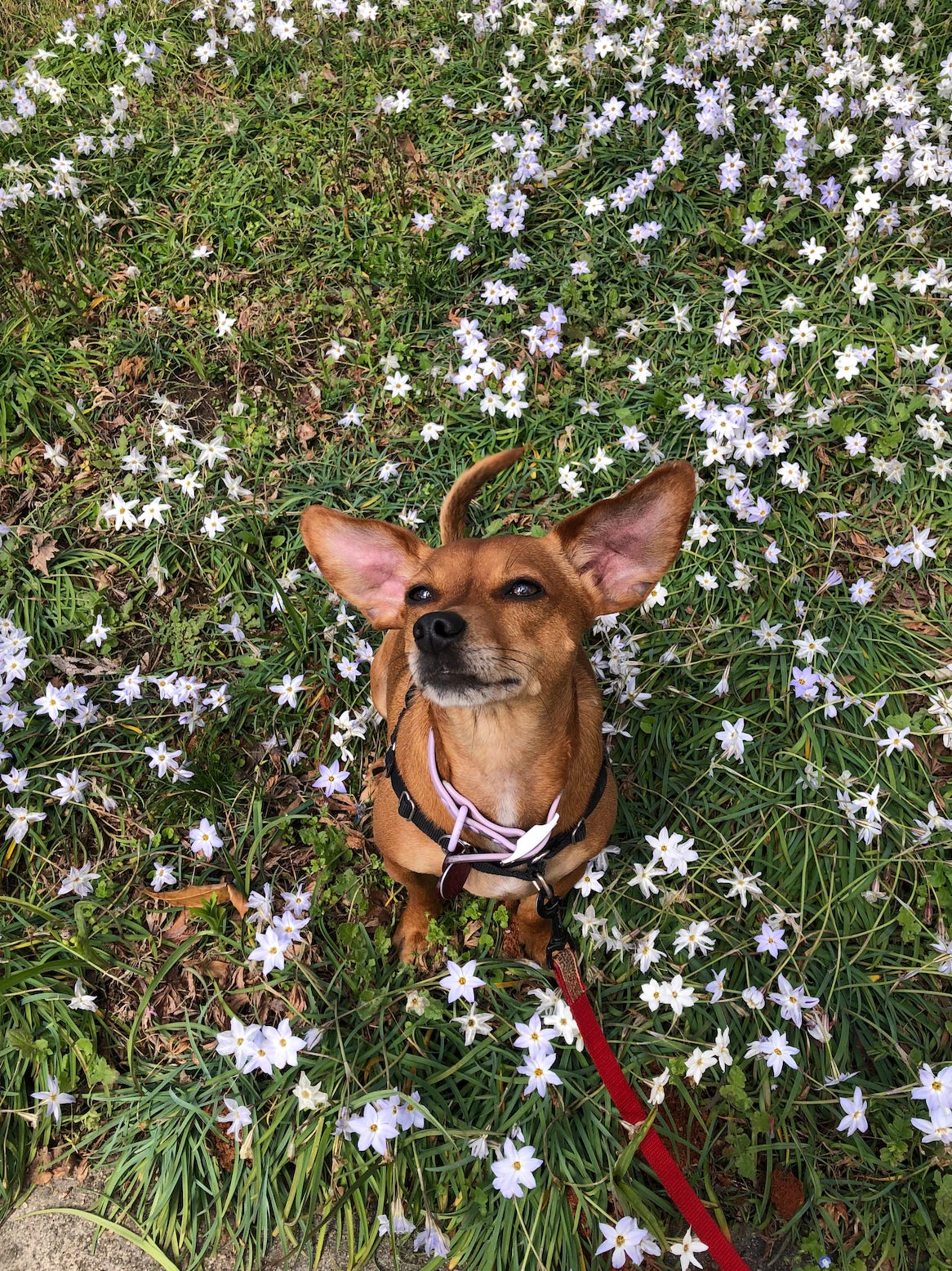 photo of a small red/brown dog in a field of flowers