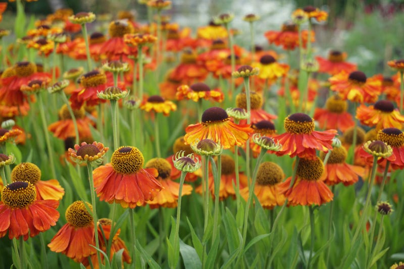 Orange flowers 