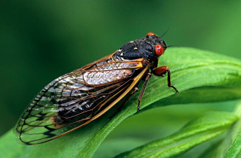 Brood X Periodical Cicadas Emerge In 15 States : NPR