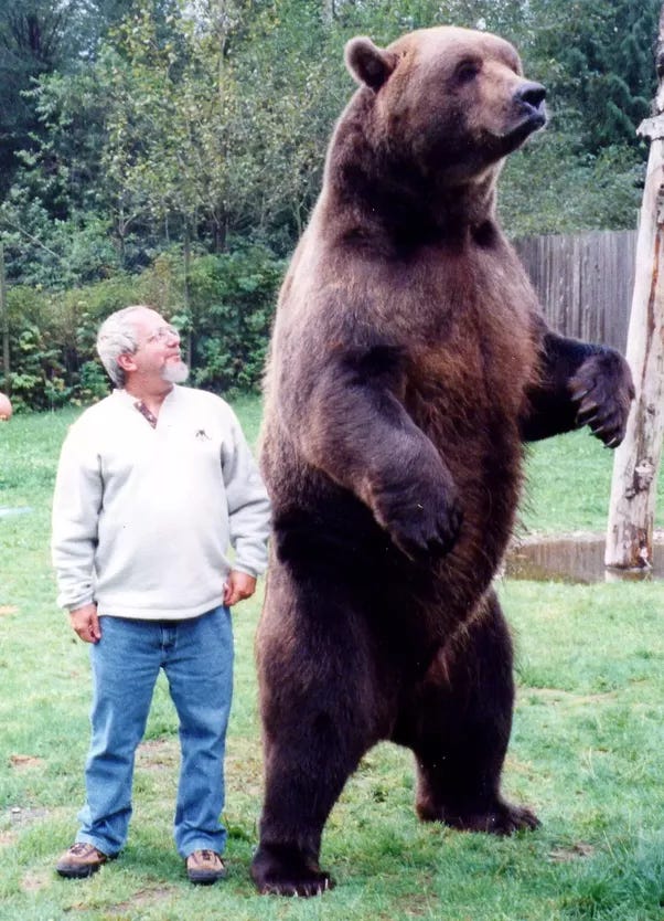 Who is stronger, man or bear? - Quora