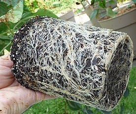 root bound soil ball