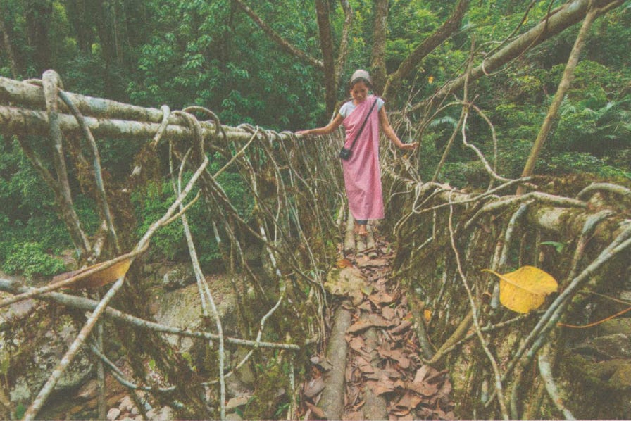 A Khasi woman with bare feed crosses a narrow bridge made of tree roots.