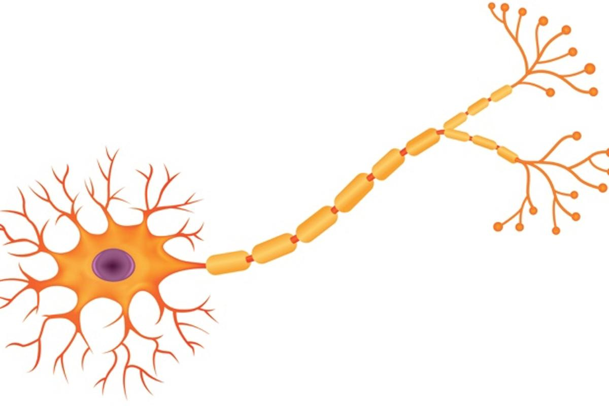 An illustration of a healthy neuron, with its sausage-link-like myelin sheath