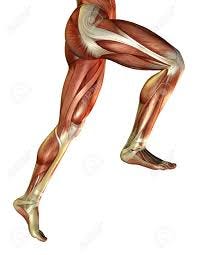 3D Rendering Of The Male Leg Muscles Stock Photo, Picture And Royalty Free  Image. Image 7877665.