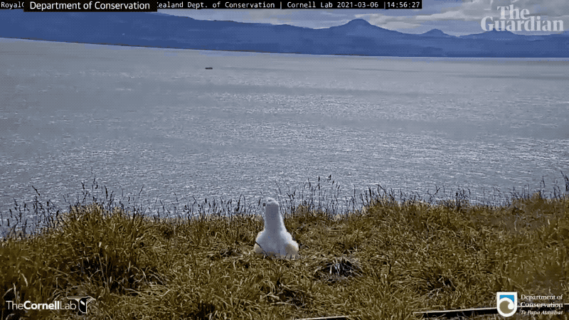 An albatross spectacularly biffing the landing An albatross spectacularly biffing the landing