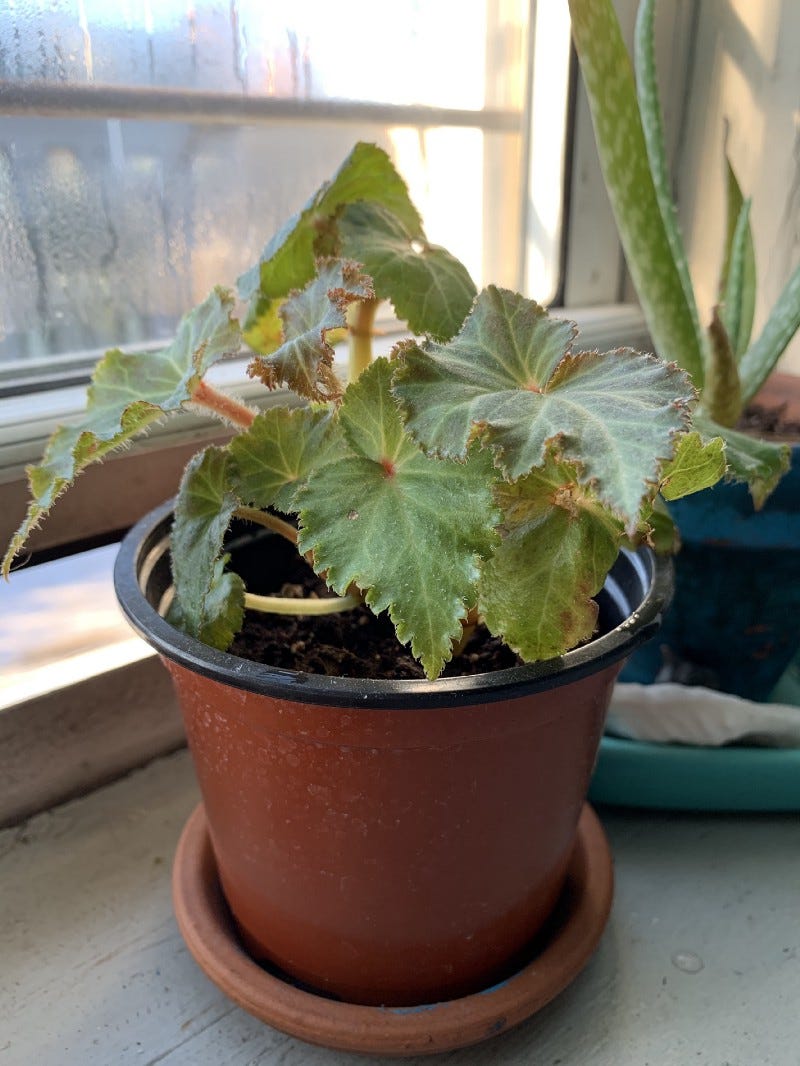 a small begonia sits on a windowsill