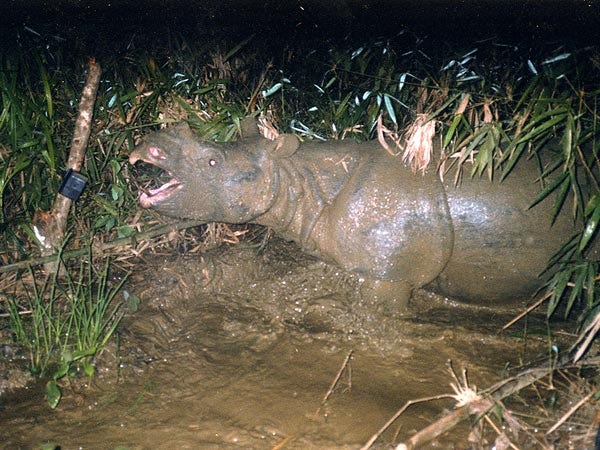javan-rhino-now-extinct-vietnam_42520_600x450