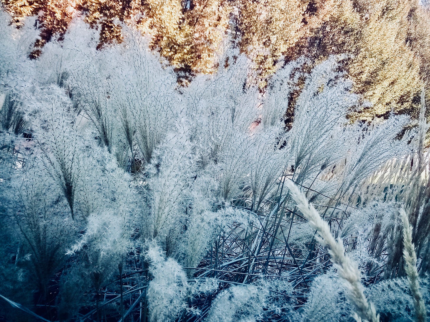 Silvery grass seed heads