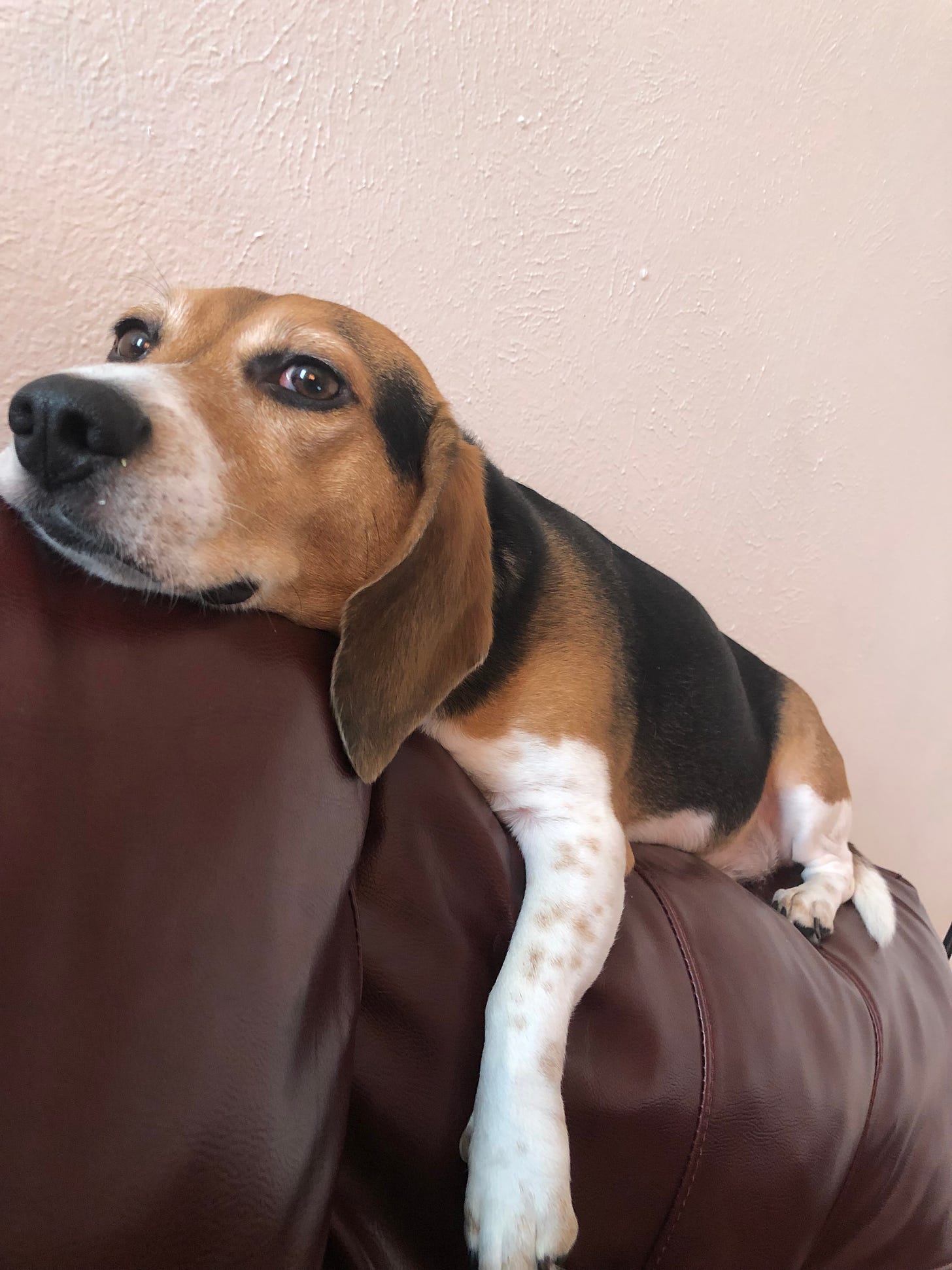 A shamelessly included picture of my dog, a beagle, resting on a couch