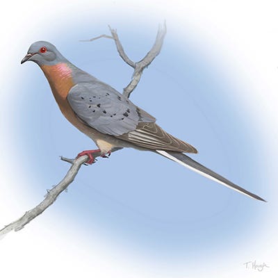 File:Male Passenger Pigeon.jpg