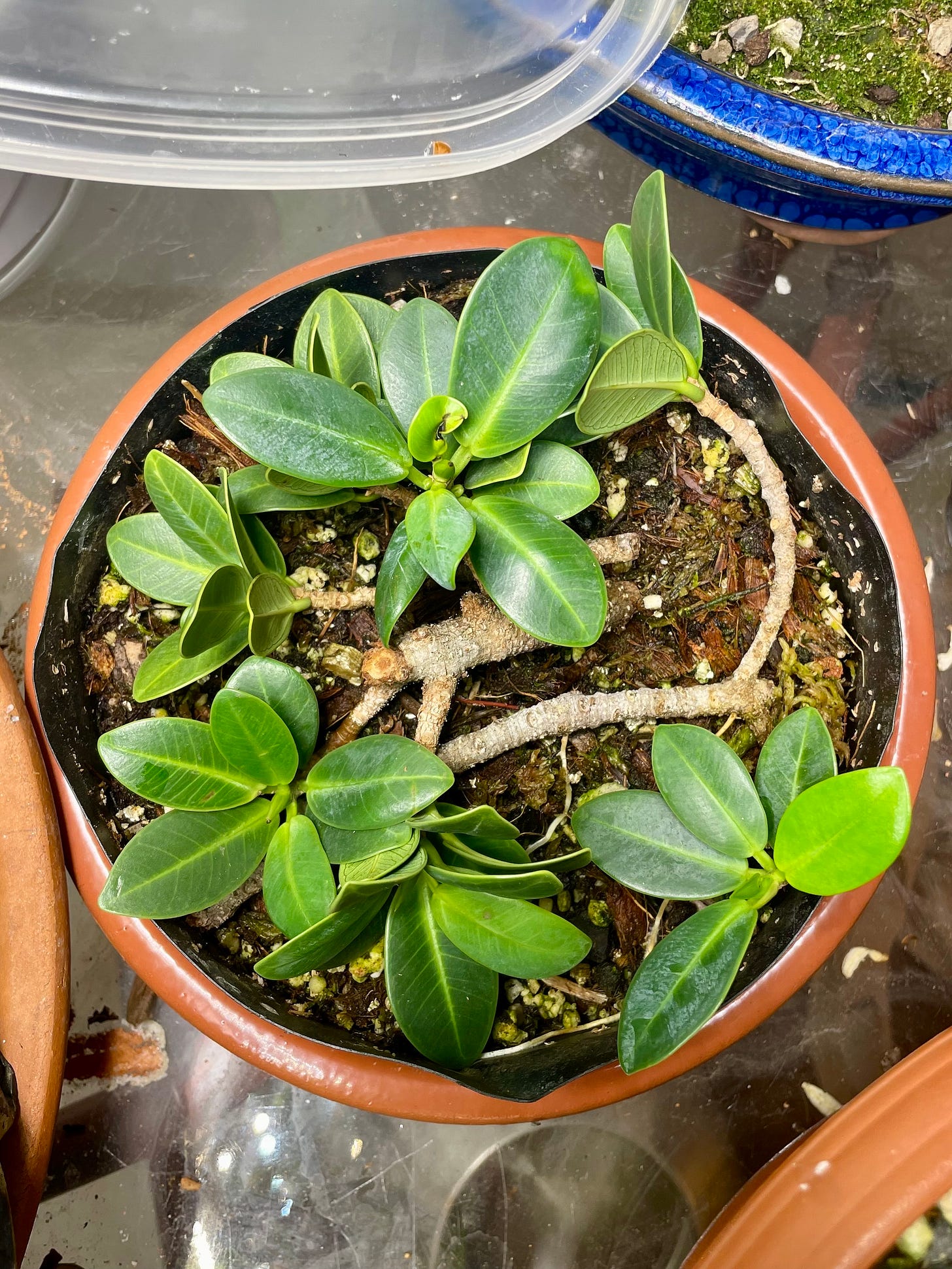 ID: Photo of ficus cuttings in a rooting medium.