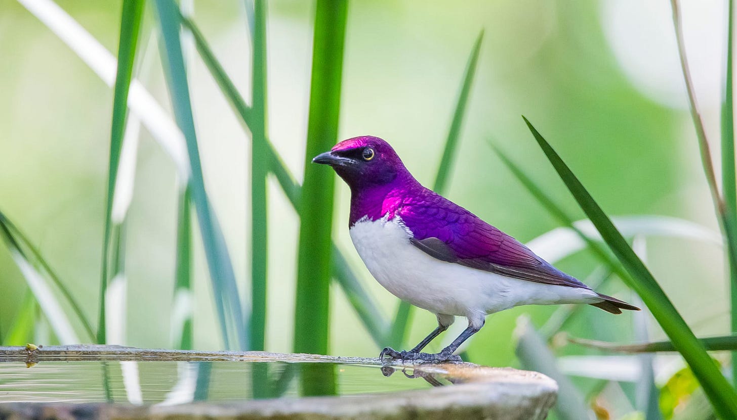 Fun Violet-backed Starling Facts For Kids | Kidadl