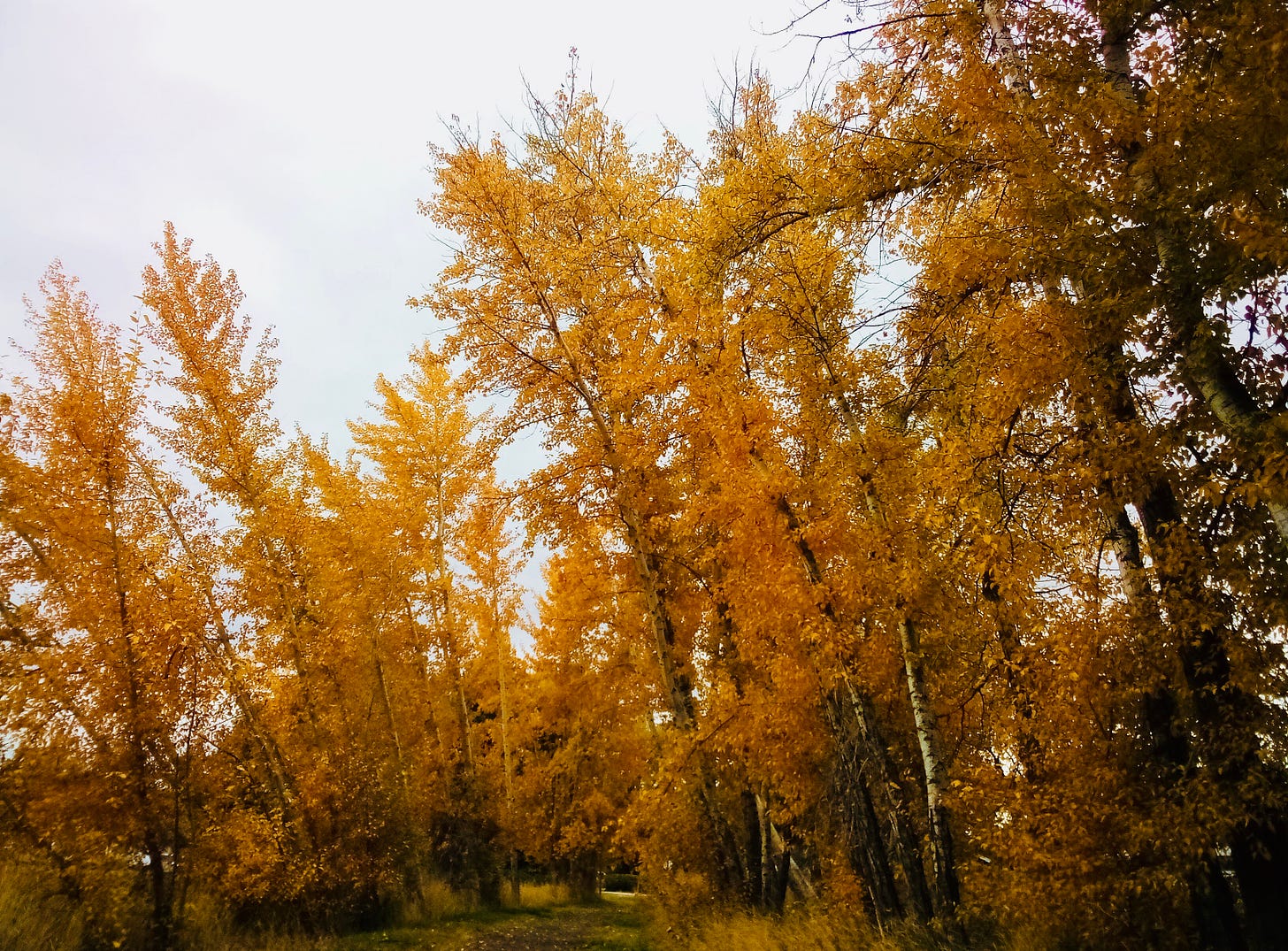 Trees with yellow fall leaves against a cloudy sky