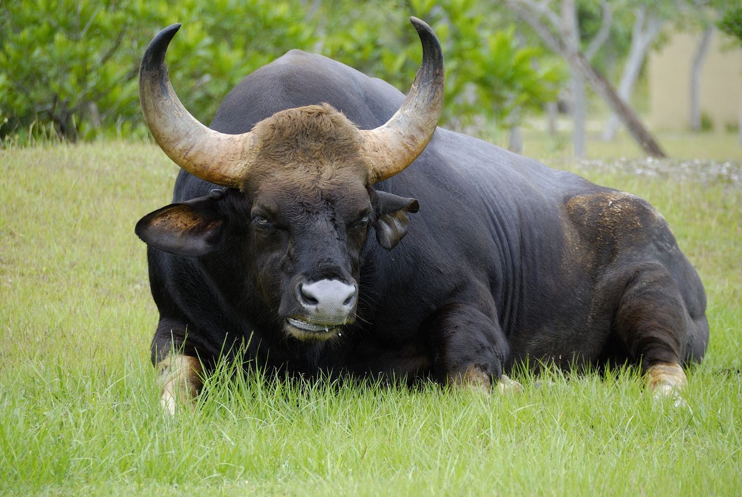 The gaur (Bos gaurus) or Indian bison is the largest species of ...