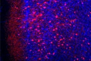 The image shows fear memory neurons (red) among all prefrontal cortex neurons (blue).