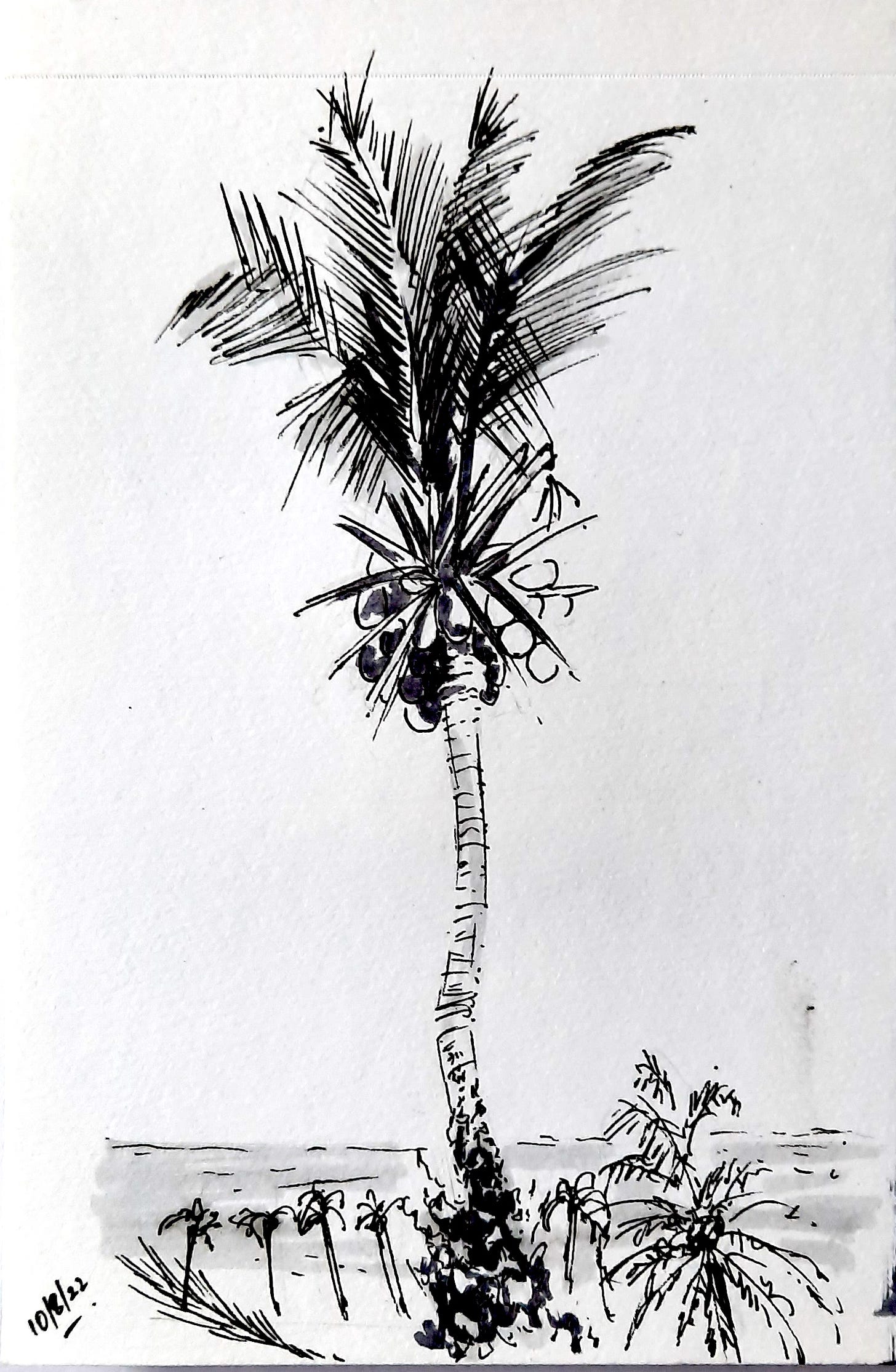 The crooked coconut tree at Kovalam