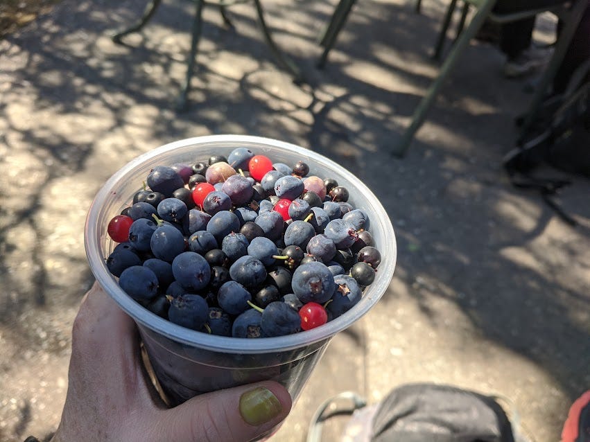 a plastic cup of blueberries and red bearberries