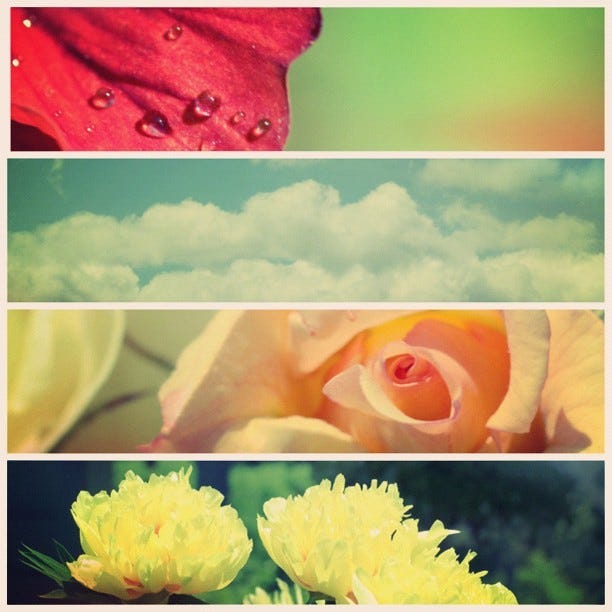 #picstitch #maine #summer #flowers #dream