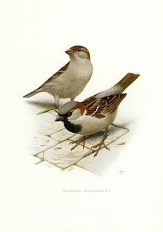 Vintage lithograph showing the house sparrow. Published in Germany, 1956 in the 'Mitteleuropäische Vögel'. At the back side of the print you can see the German description of the bird(s). The size of the print is 27 * 19 cm (10.6 * 7.5 inches) The print is in perfect condition, will look beautiful once framed. Please feel free to contact us if you have any questions.