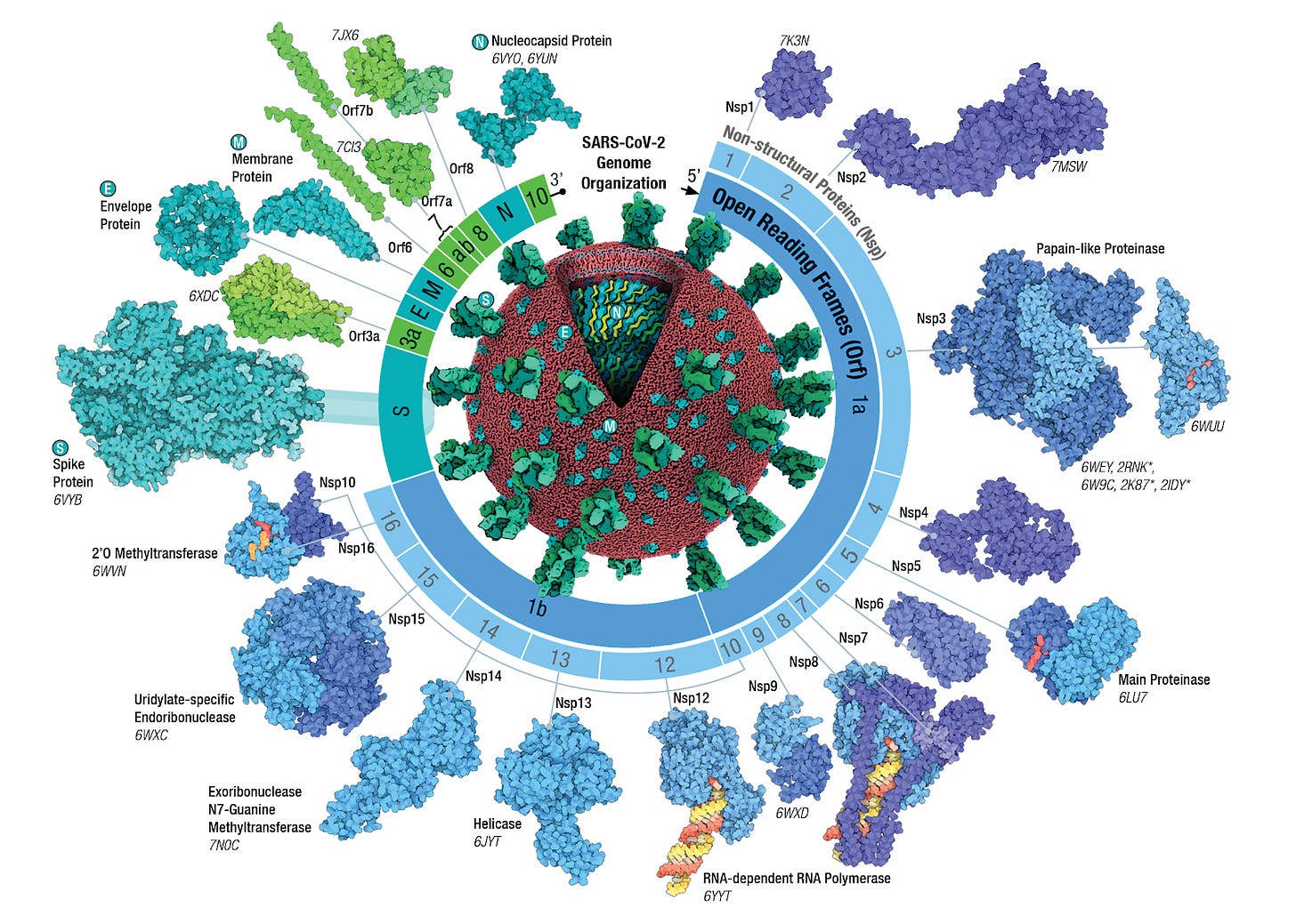 SARS-CoV-2 Genome and Proteins central illustration featured in the flyer