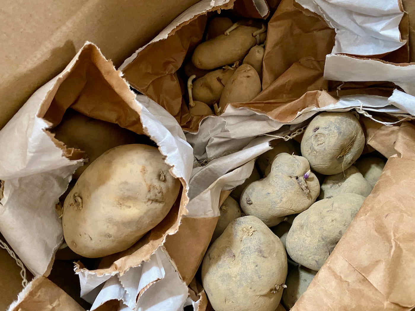 A box full of seed potatoes