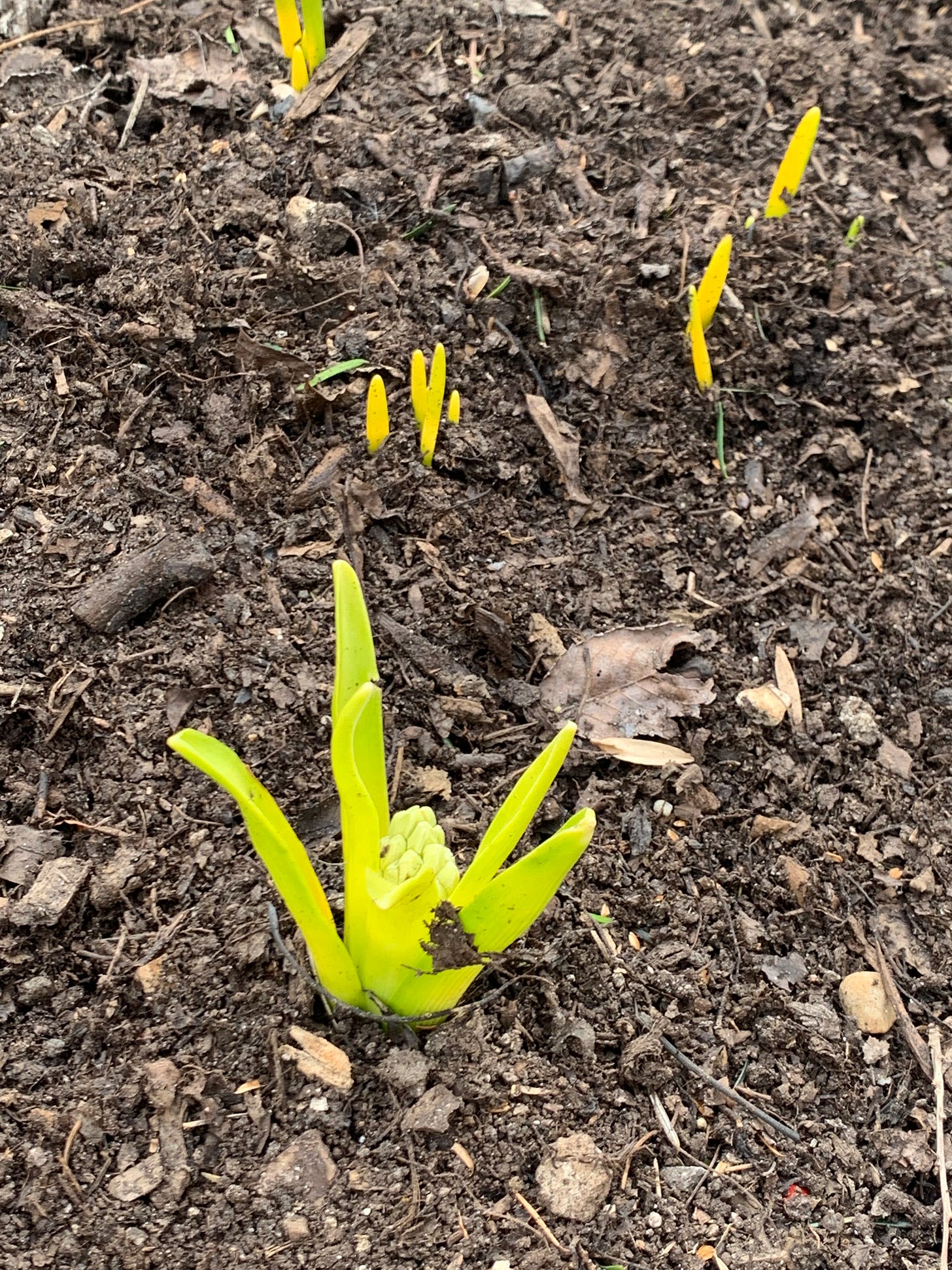 A bright yellow-green shoot sprouting out of the ground, with smaller shoots around it.