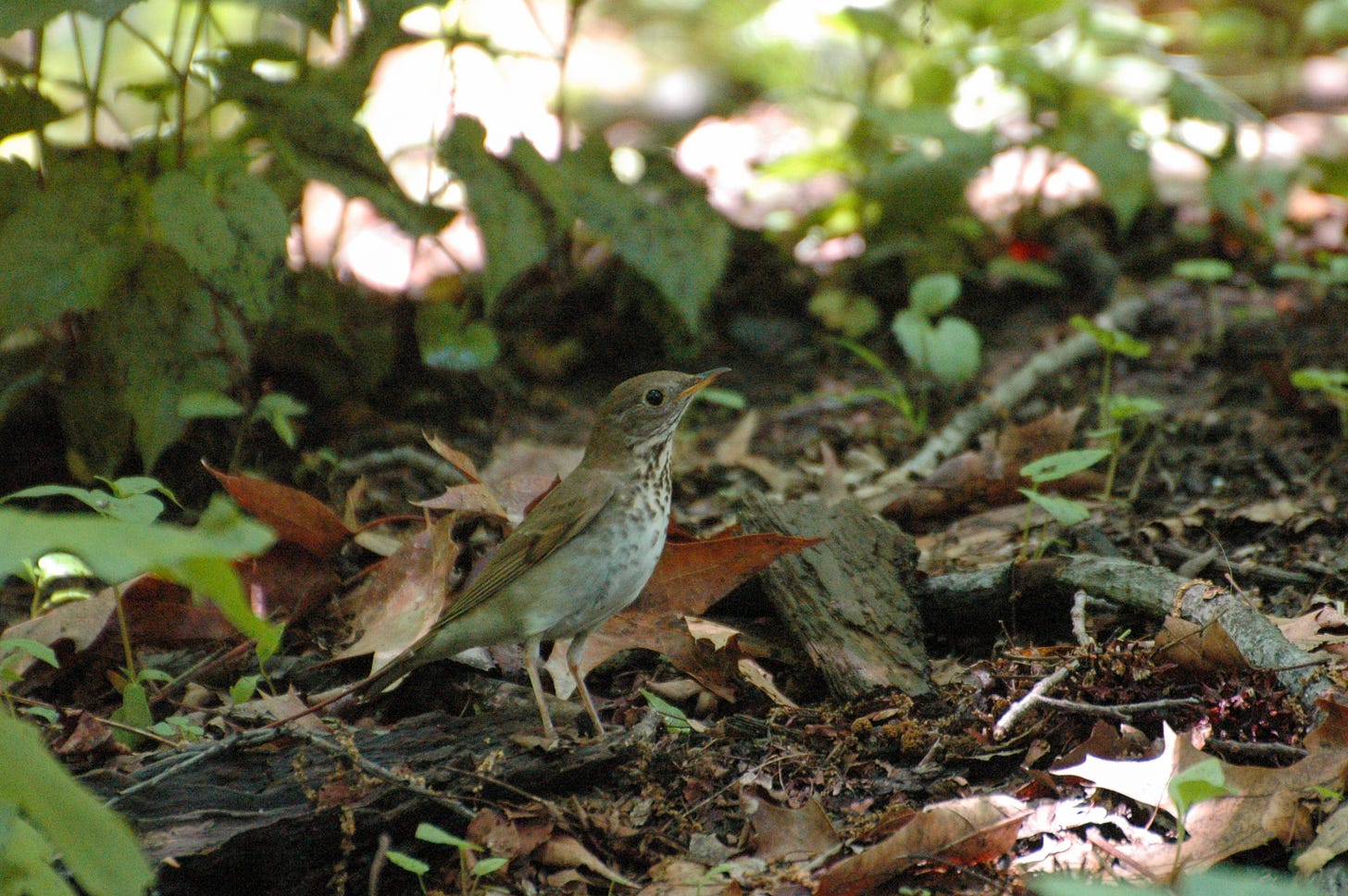 The thrush stands on the ground, looking up and to the right. Some plants grow on the forest floor, which is strewn with bark and leaves.