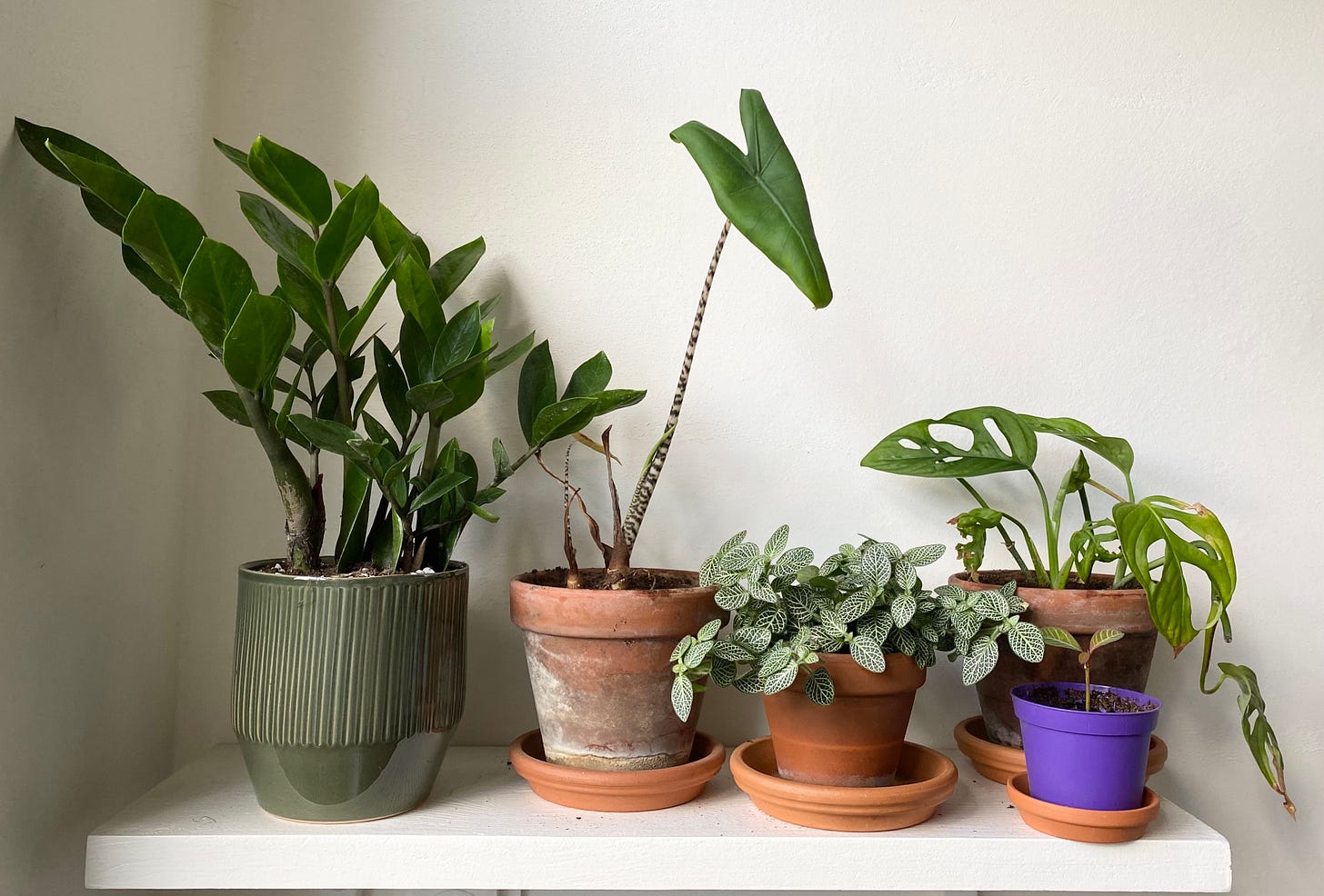 Plants on my kitchen shelf