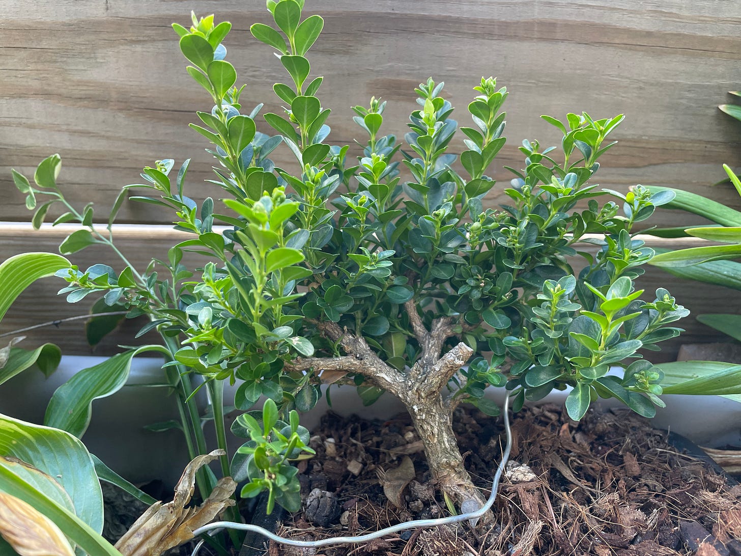 ID: Photo of green boxwood bonsai in a dense rounded pattern with fresh shoots pointing upwards.
